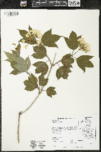 Viburnum opulus image