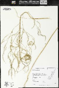 Asparagus officinalis image