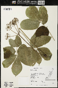 Aralia nudicaulis image