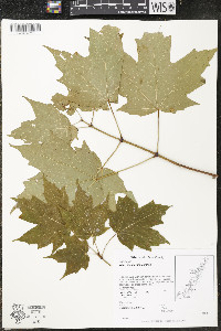 Acer saccharum var. saccharum image