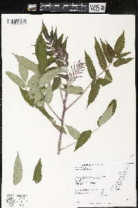 Rhus typhina image