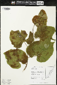 Tilia americana var. americana image