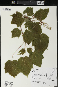 Acer spicatum image