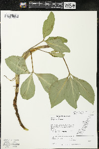 Menyanthes trifoliata image