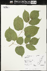 Aralia racemosa image