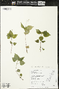 Circaea alpina subsp. alpina image