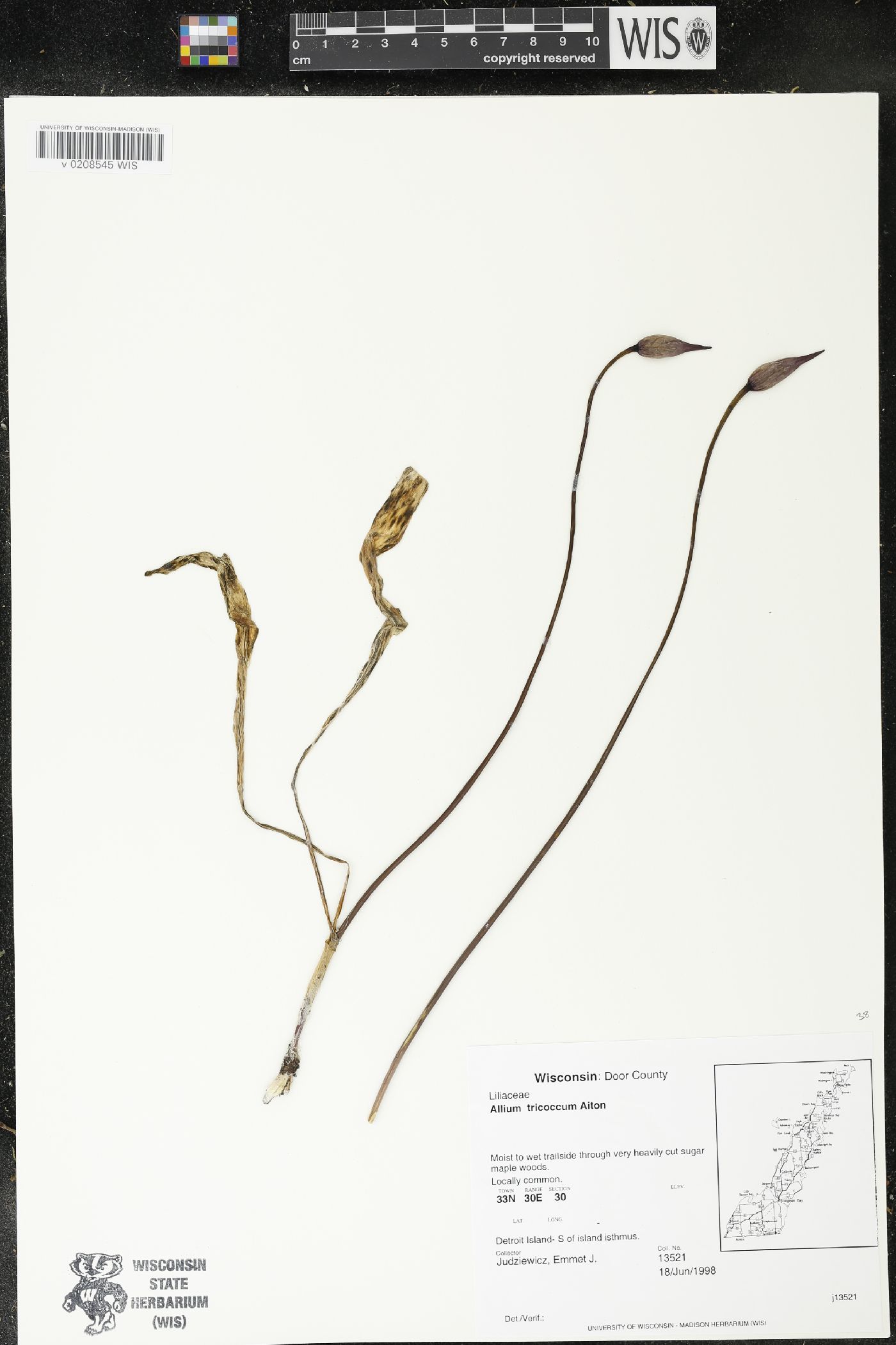 Allium tricoccum image