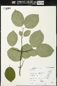 Cornus rugosa image