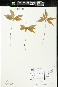 Trientalis borealis image