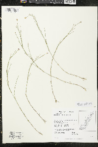 Petrorhagia saxifraga image