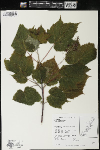 Acer spicatum image
