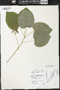 Smilax ecirrhata image