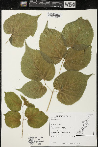 Aralia racemosa image