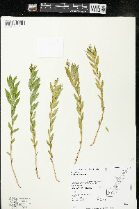 Polygala senega image