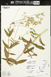 Silene vulgaris image