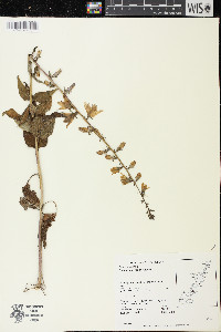 Campanula rapunculoides image