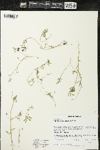 Floerkea proserpinacoides image