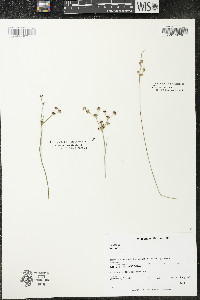 Juncus articulatus image