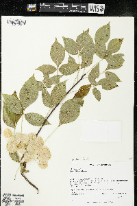 Ptelea trifoliata subsp. trifoliata var. trifoliata image