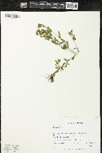 Hypericum majus image