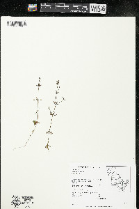 Galium trifidum subsp. trifidum image