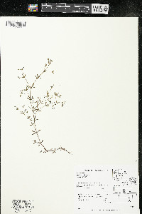 Galium trifidum subsp. trifidum image