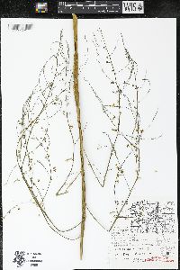 Asparagus officinalis image