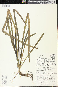 Sagittaria graminea subsp. graminea image