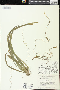 Vallisneria americana image