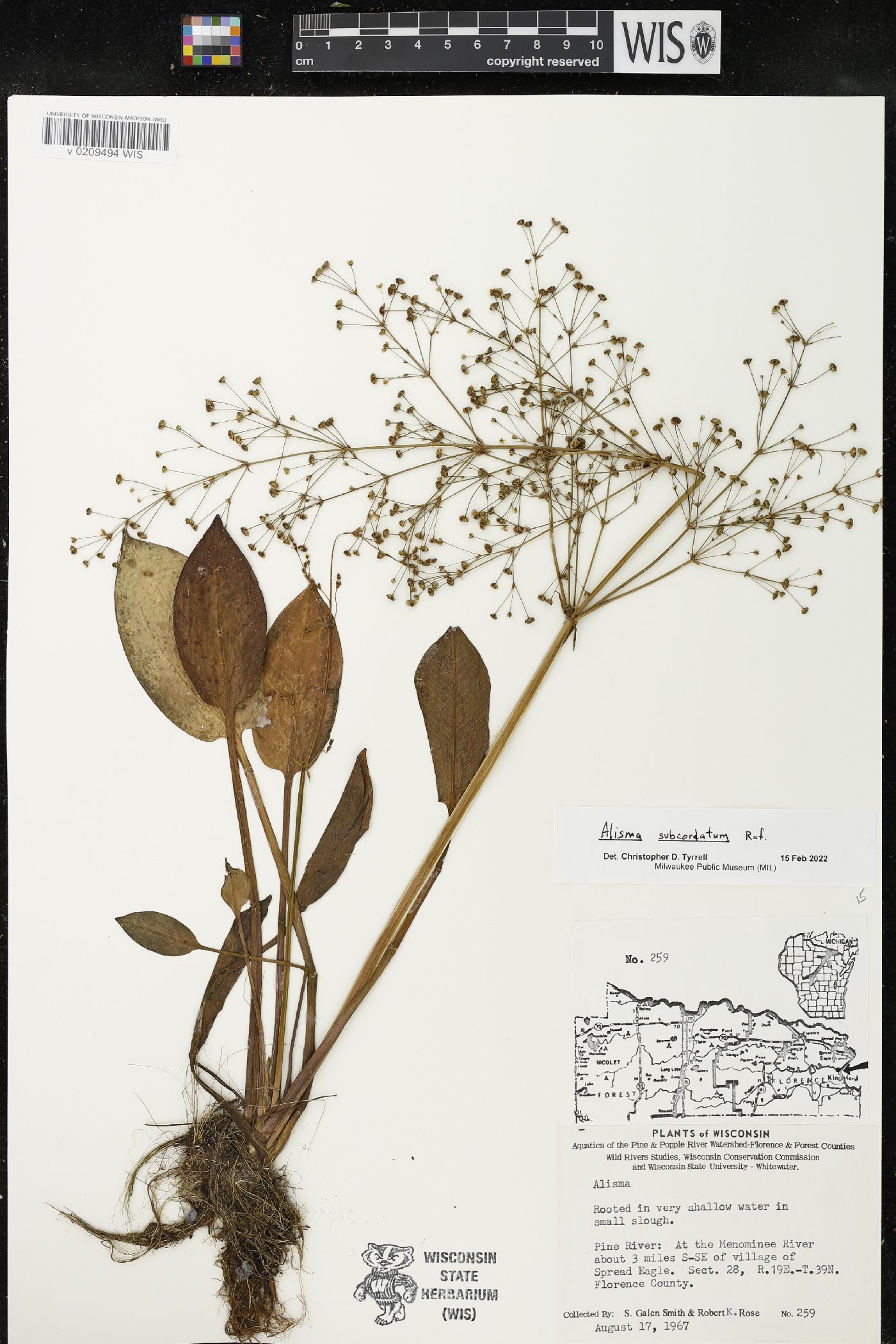 Alisma subcordatum image