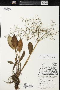 Alisma subcordatum image