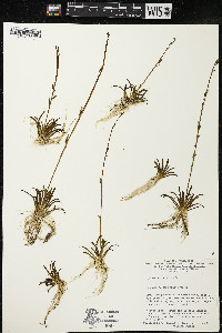 Lobelia dortmanna image