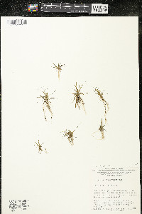 Eriocaulon aquaticum image