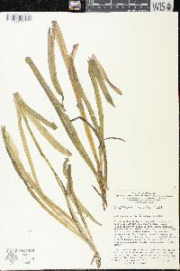 Potamogeton alpinus image