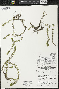 Elodea nuttallii image
