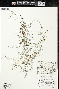 Galium trifidum subsp. trifidum image