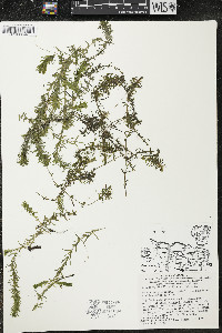 Elodea nuttallii image