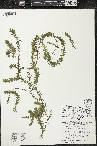 Elodea nuttallii image