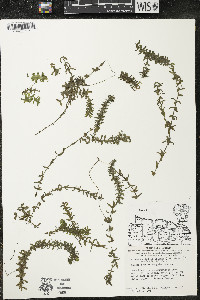 Elodea canadensis image