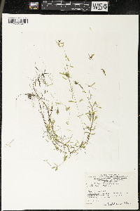 Callitriche palustris image