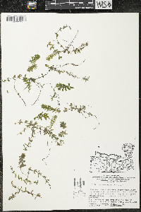 Elodea canadensis image