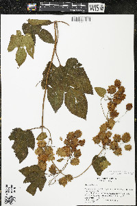 Humulus lupulus var. lupuloides image