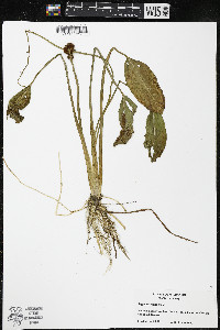 Sagittaria rigida image