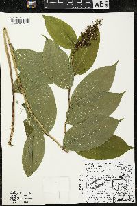 Maianthemum racemosum subsp. racemosum image