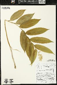 Maianthemum racemosum subsp. racemosum image