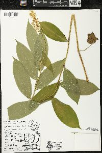 Maianthemum racemosum subsp. racemosum image