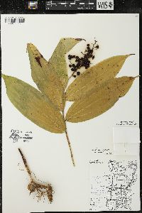 Maianthemum racemosum subsp. racemosum image