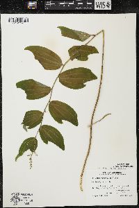 Maianthemum racemosum subsp. racemosum image