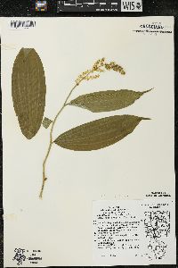 Maianthemum racemosum subsp. racemosum image