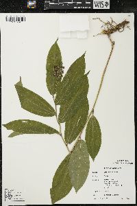Maianthemum racemosum subsp. racemosum image